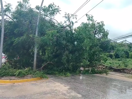 Ya retiramos el árbol caído en Avenida Héroe de Nacozari y en diversos puntos de la ciudad.